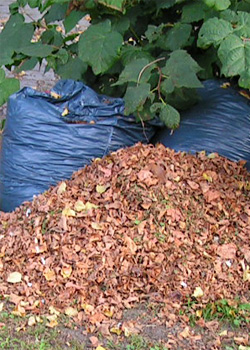 Laub im Herbst