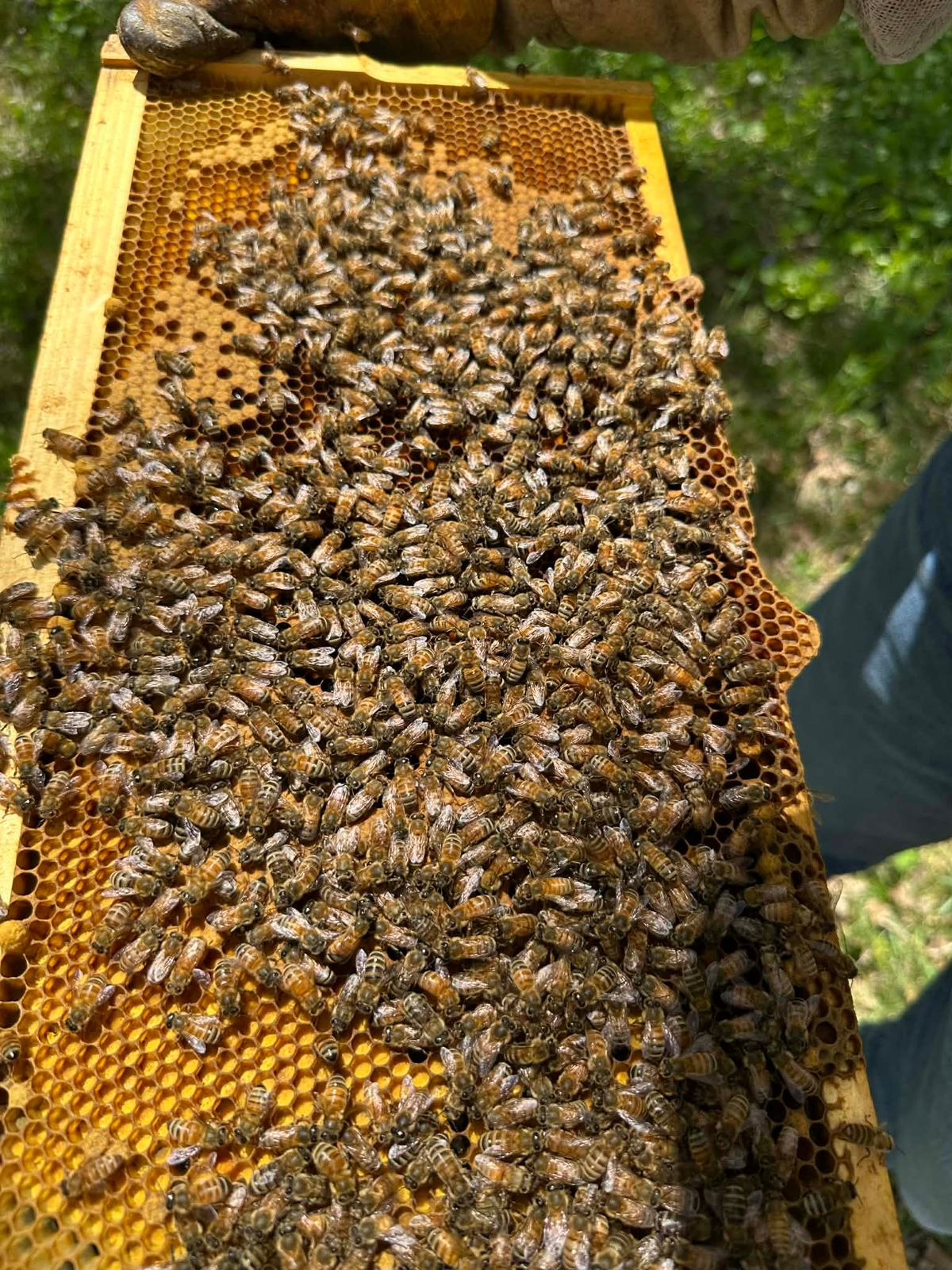 What Makes up a Bee Hive?