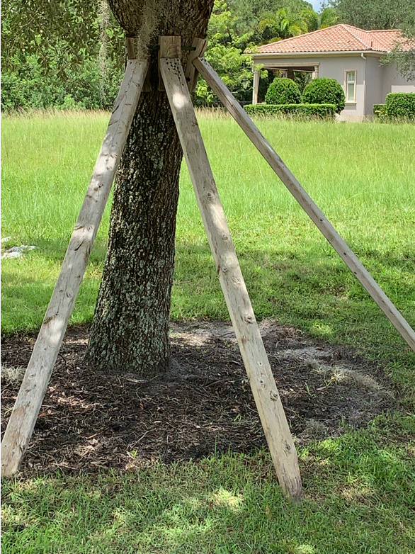 Tree Bracing That Never Goes Away