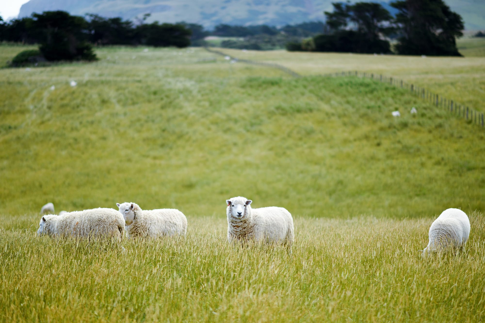 Cushings sweeten pot for Rural Equities bid
