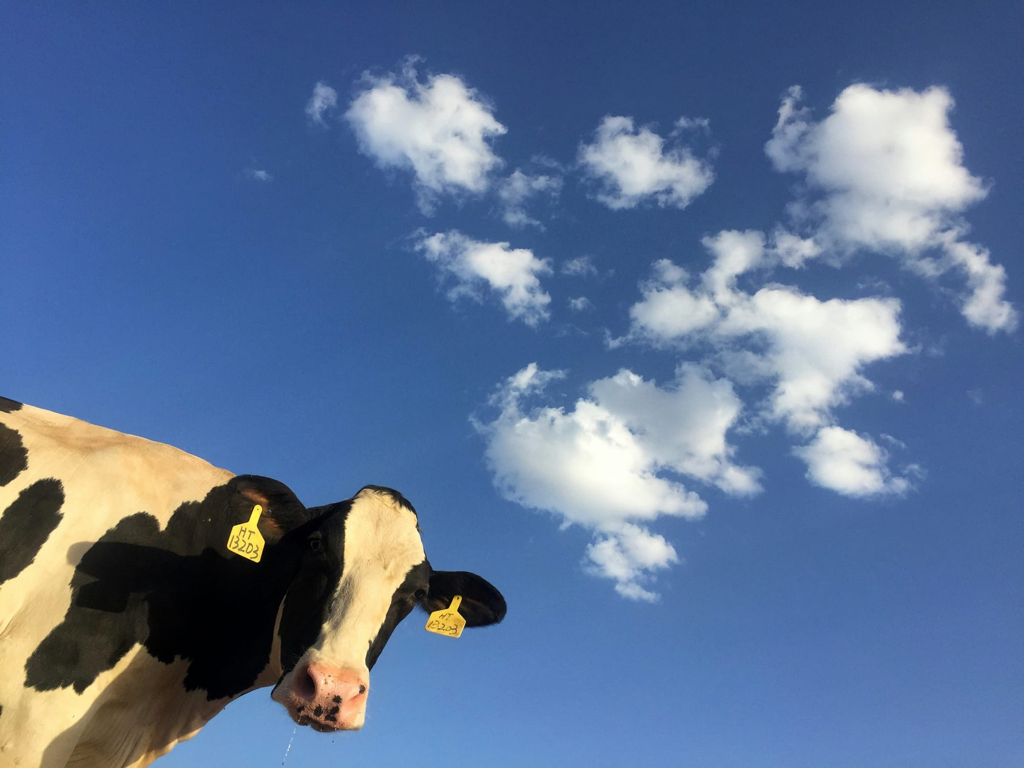 Fonterra finds favour as Synlait slumps