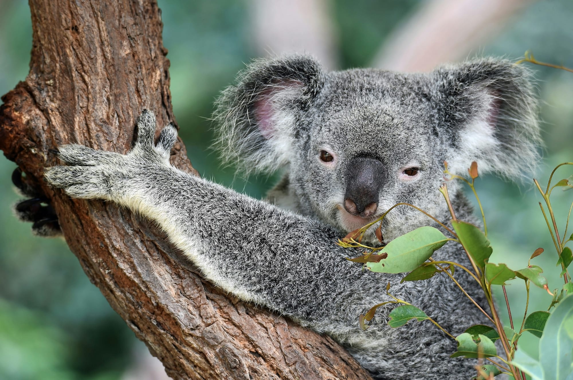 NZ dollar gains vs Aussie as RBA rate cut back on the agenda