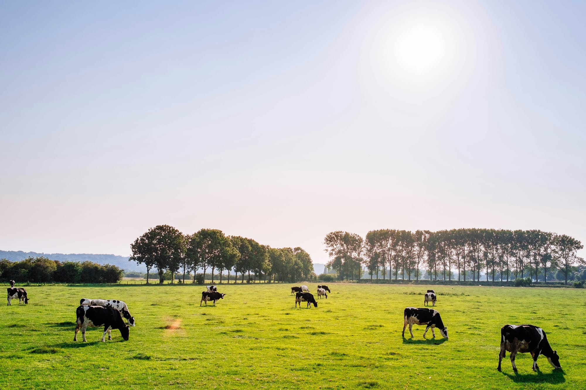 Dairy prices jump 6.3% in first GDT auction of 2026; Wall St keeps rallying
