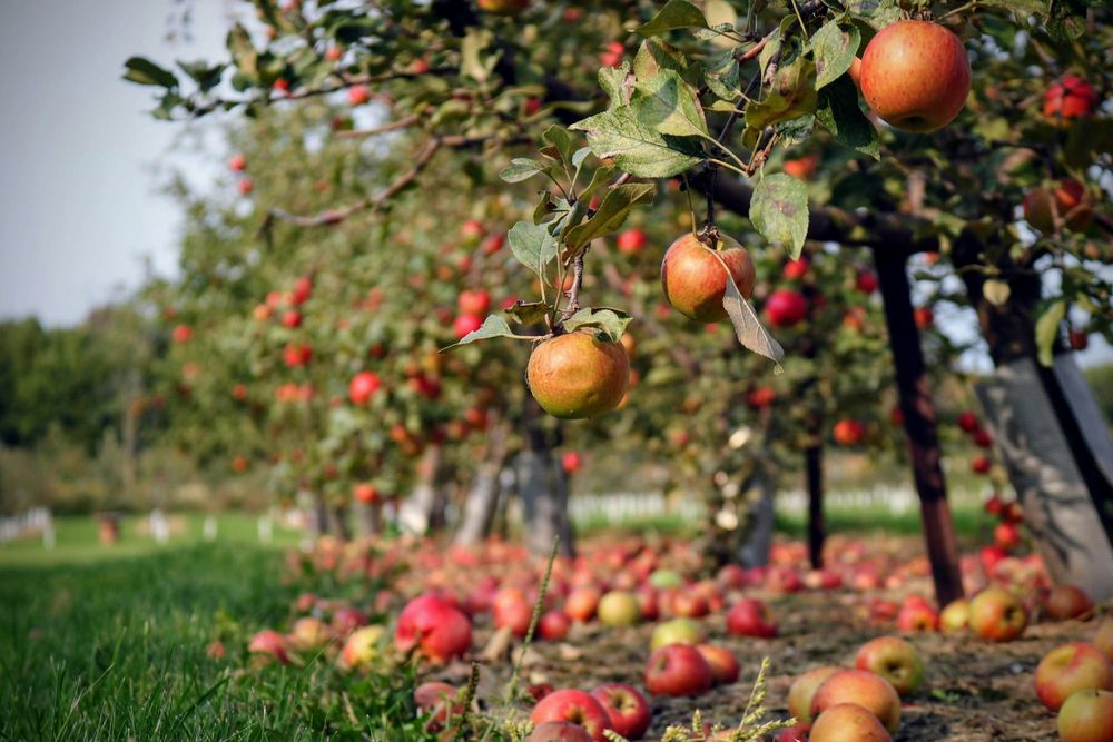 Looking for a good apple in earnings season post image