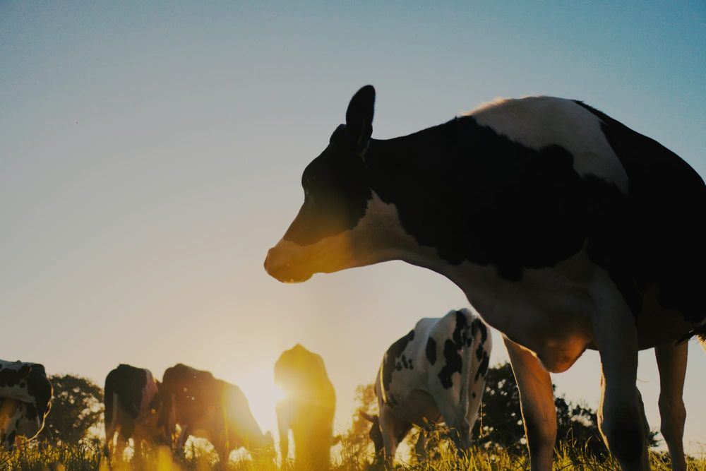 Fonterra leads NZX50 higher on earnings upgrade post image