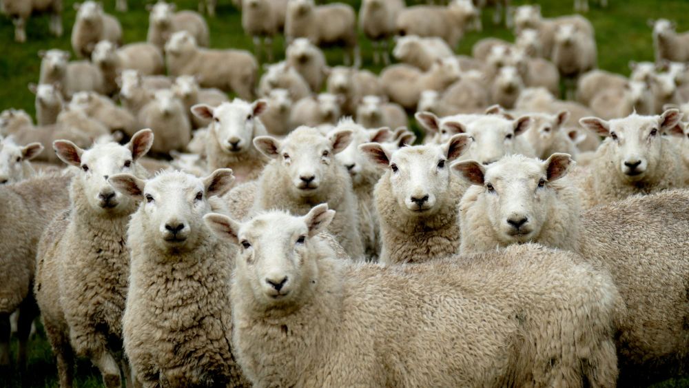 Woolly cash conundrum faces Bremworth shareholders post image