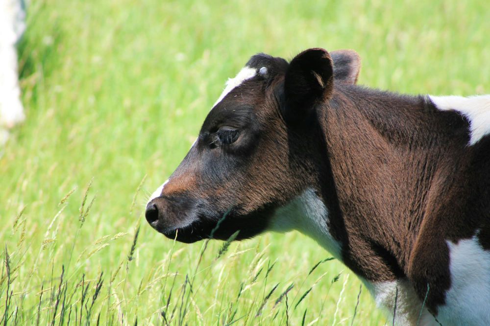 Kiwi investor confidence cools; Fonterra earnings loom post image