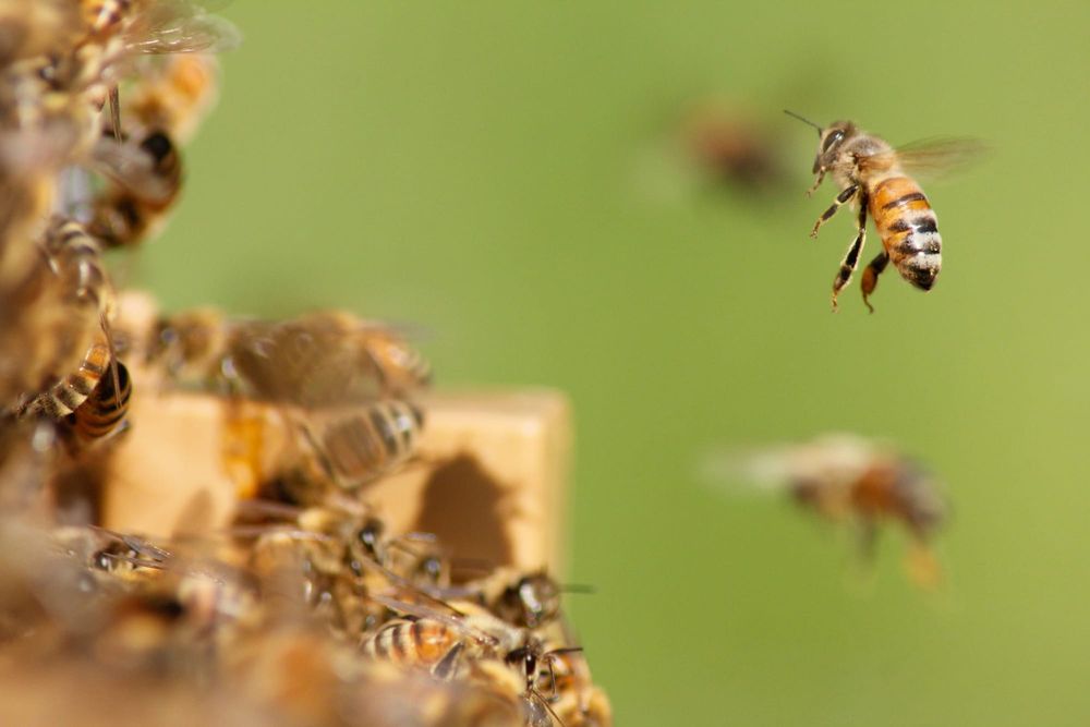 NZ Shareholders Association backs Comvita scheme post image