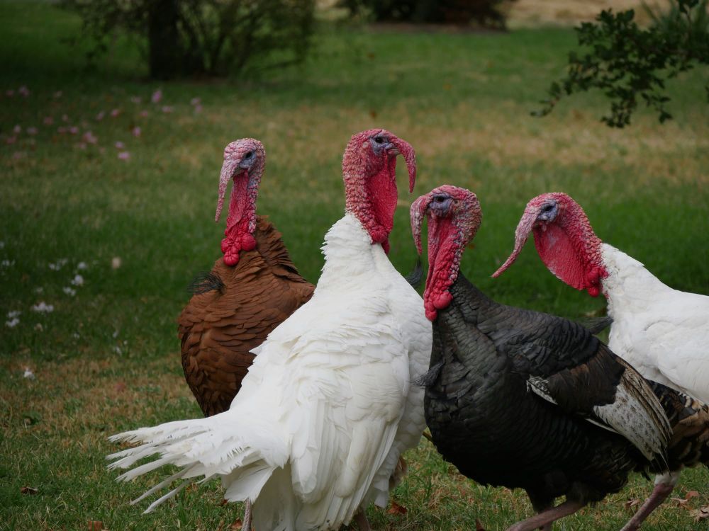 Thanksgiving holiday keeps markets quiet as Europe nudges higher post image