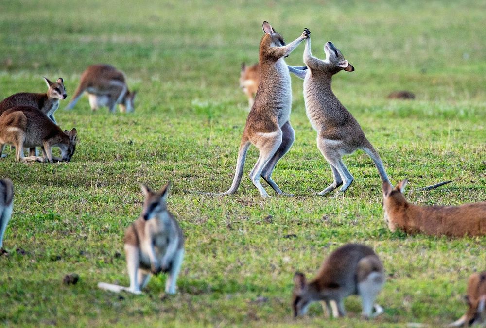 NZ needs to beat Australia in capital markets reform post image