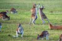 NZ needs to beat Australia in capital markets reform post image
