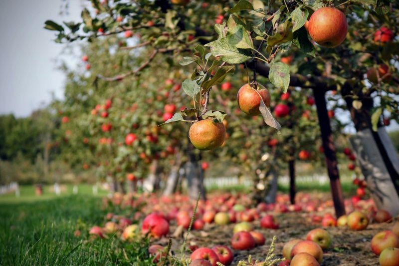 Looking for a good apple in earnings season post image