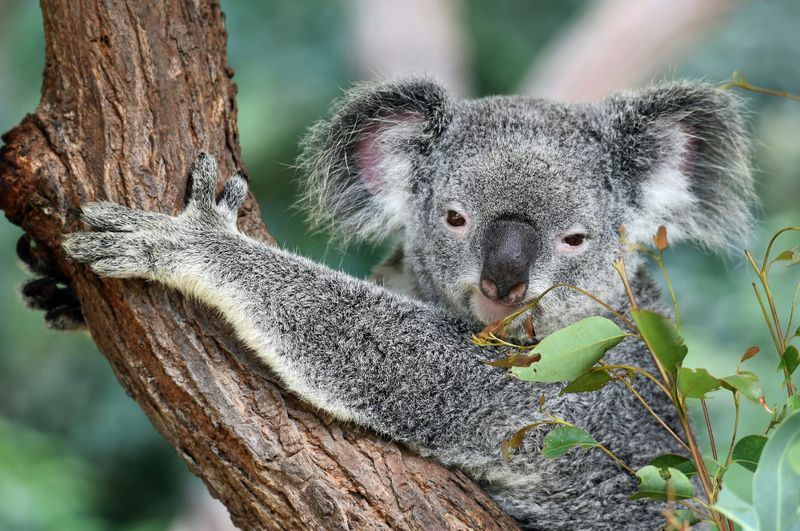 NZ dollar gains vs Aussie as RBA rate cut back on the agenda post image