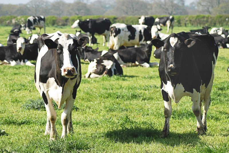 Fonterra still unloved by institutional investors post image