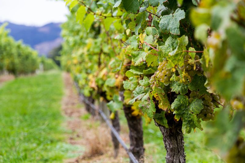 Wine still in the doldrums as Delegat rallies on earnings upgrade post image