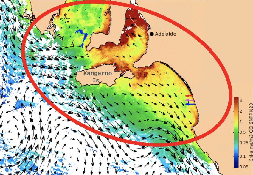 Satellite detected marine chlorophyll map showing algal bloom affecting Spencer and St Vincent Gulfs and Kangaroo Island coast
