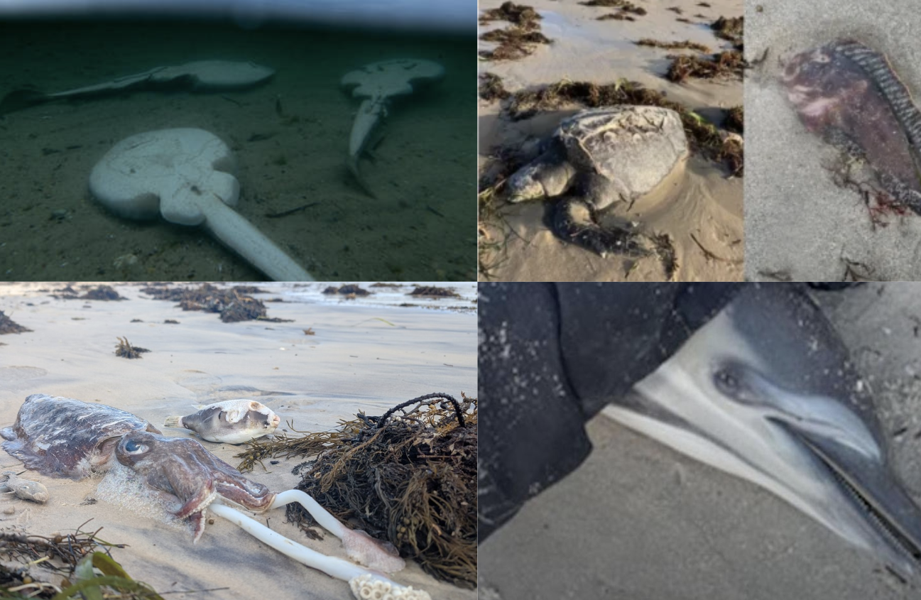 Collage of dead sea creatures killed by algal bloom