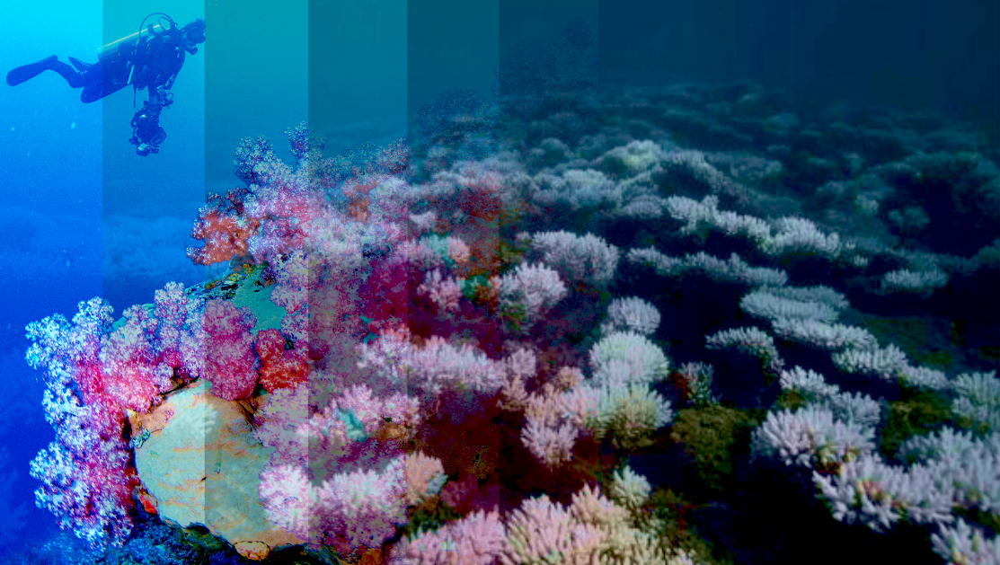 The Climate #7: Requiem for a reef