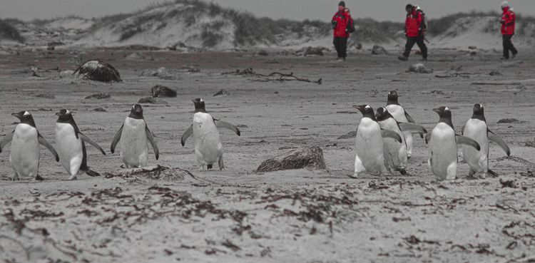 Falkland Islands (Islas Malvinas) - 2016
