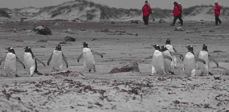 Falkland Islands (Islas Malvinas) - 2016