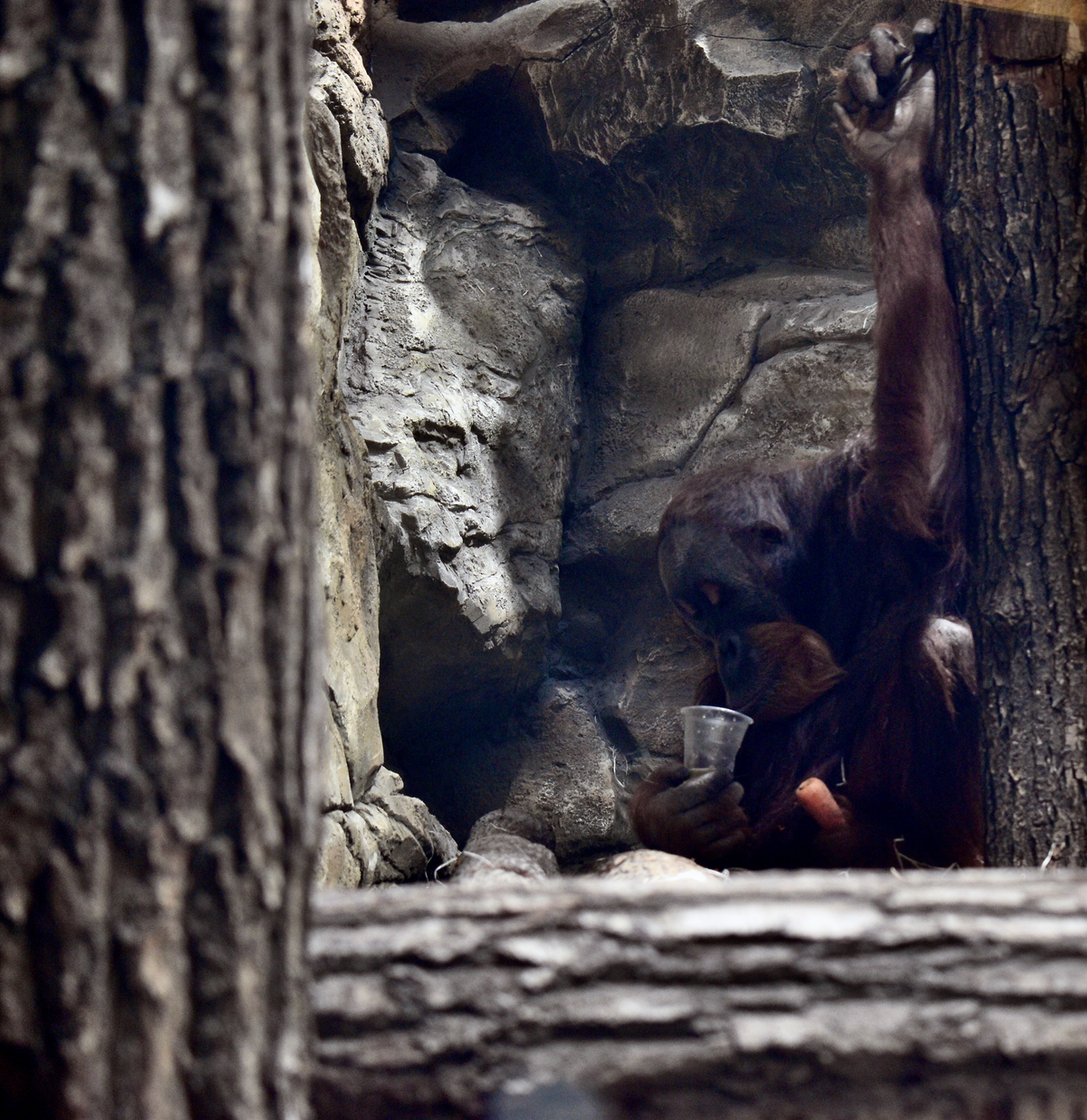 Orangutan holding a plastic cup of water and a carrot, reaching one arm upward.