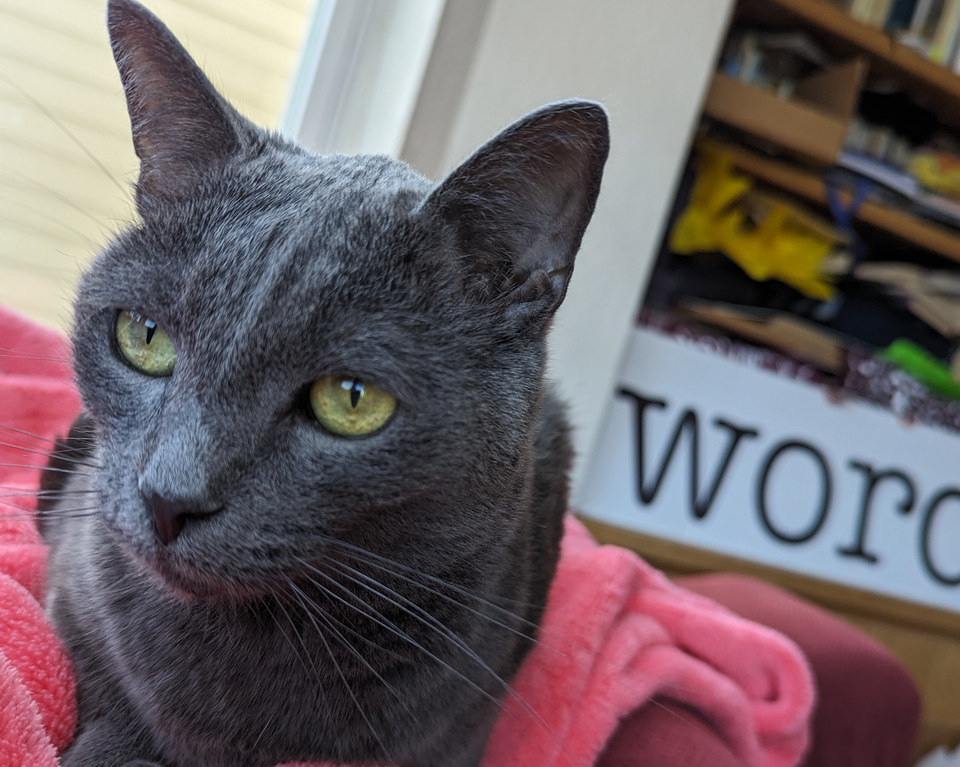 A gray cat named Marcus Aurelius sitting in front of a sign that says WORD