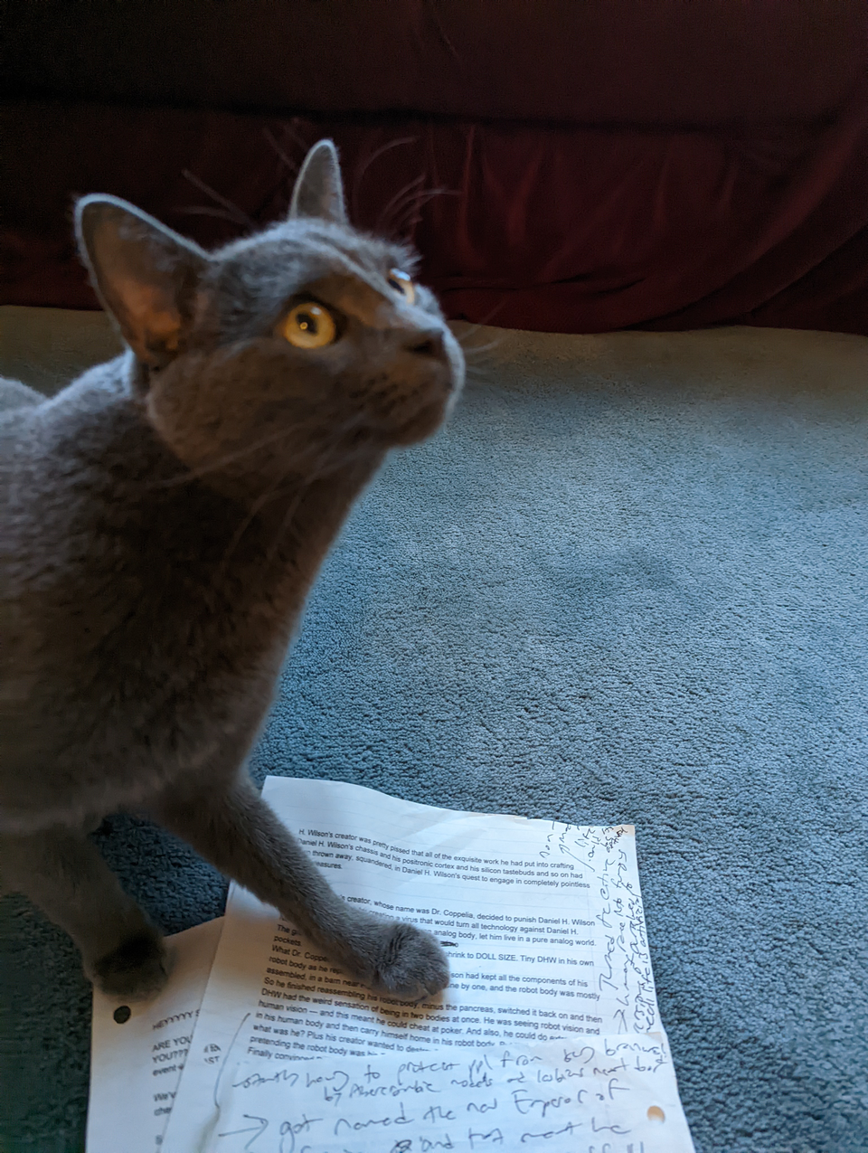 Marcus Aurelius, a gray cat, has his paw on top of a sheet of papers with typewriting and scribbles on them
