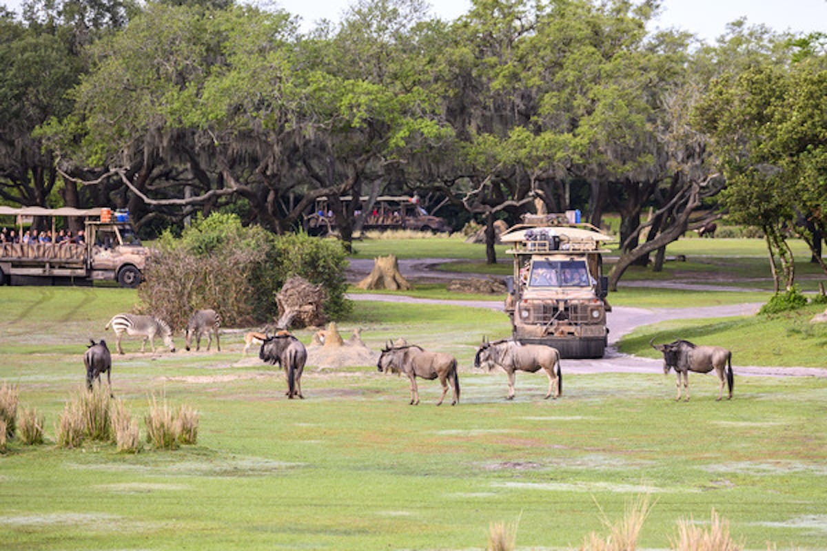 disney animal kingdom