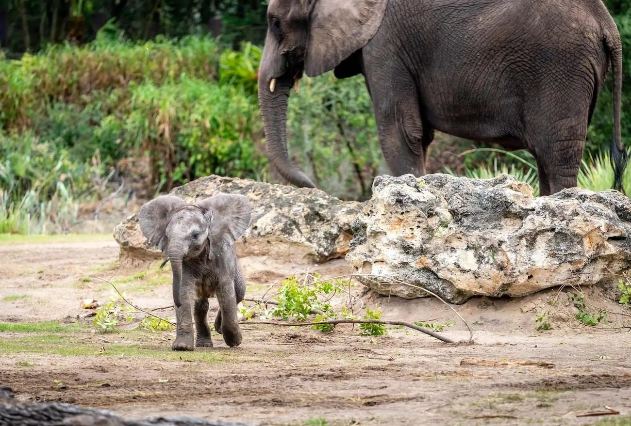 animal kingdom baby elephant