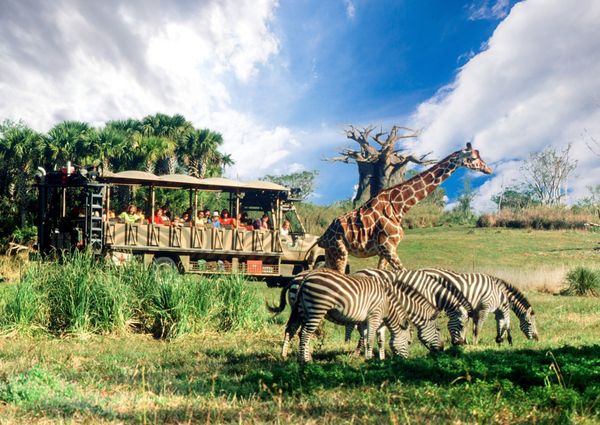 Why Disney's Animal Kingdom is Awesome