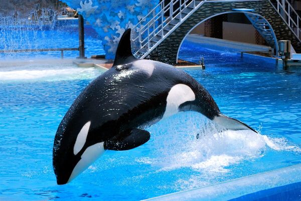 Is SeaWorld Still Bad? Let's Dive In...