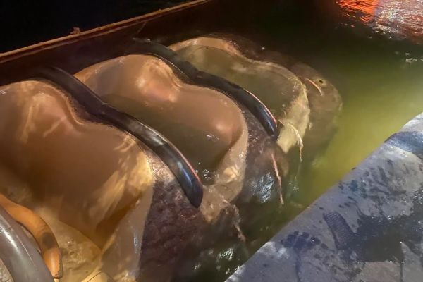 Splash Mountain Boat Sinks...with guests aboard!