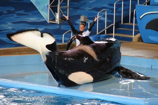 SeaWorld San Antonio Plans on Going Year-Round in 2021