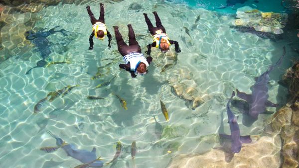Discovery Cove Brings Back Shark Swim Program