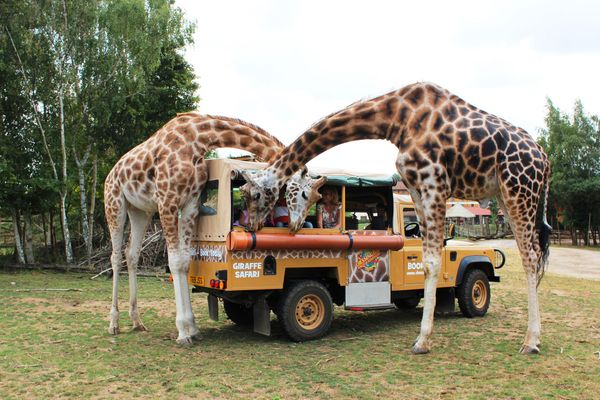 Chessington World of Adventures Opens Free Safari