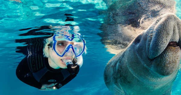 Crystal River Invites You To Swim With Manatees