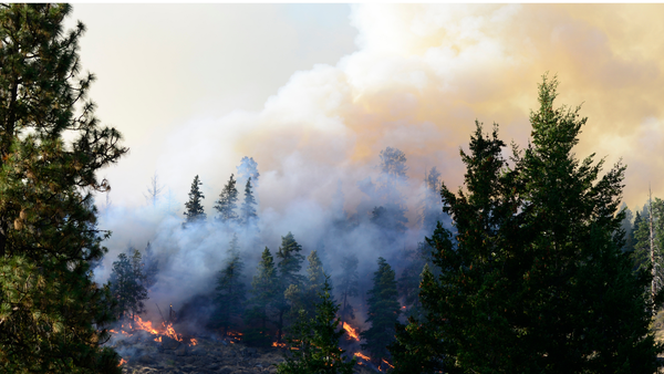 Why Is Canada's Wildfire Smoke Reaching the United States — And Why Has It Become Political?