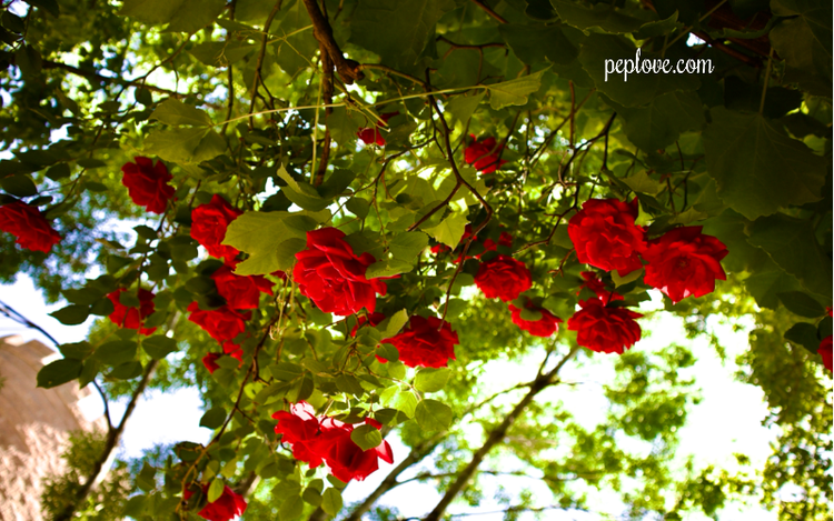 June 2025: Get Hot & Stay Cool w/ the Ladies of PEP