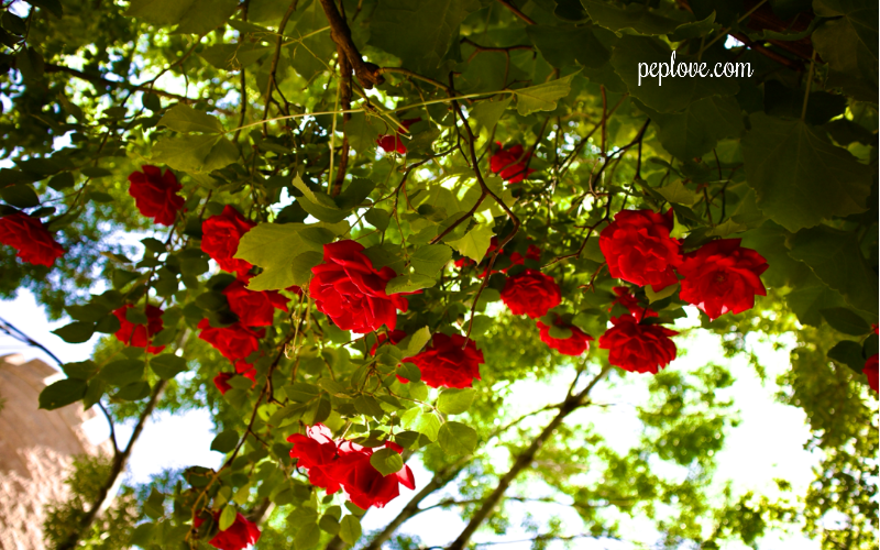 June 2025: Get Hot & Stay Cool w/ the Ladies of PEP