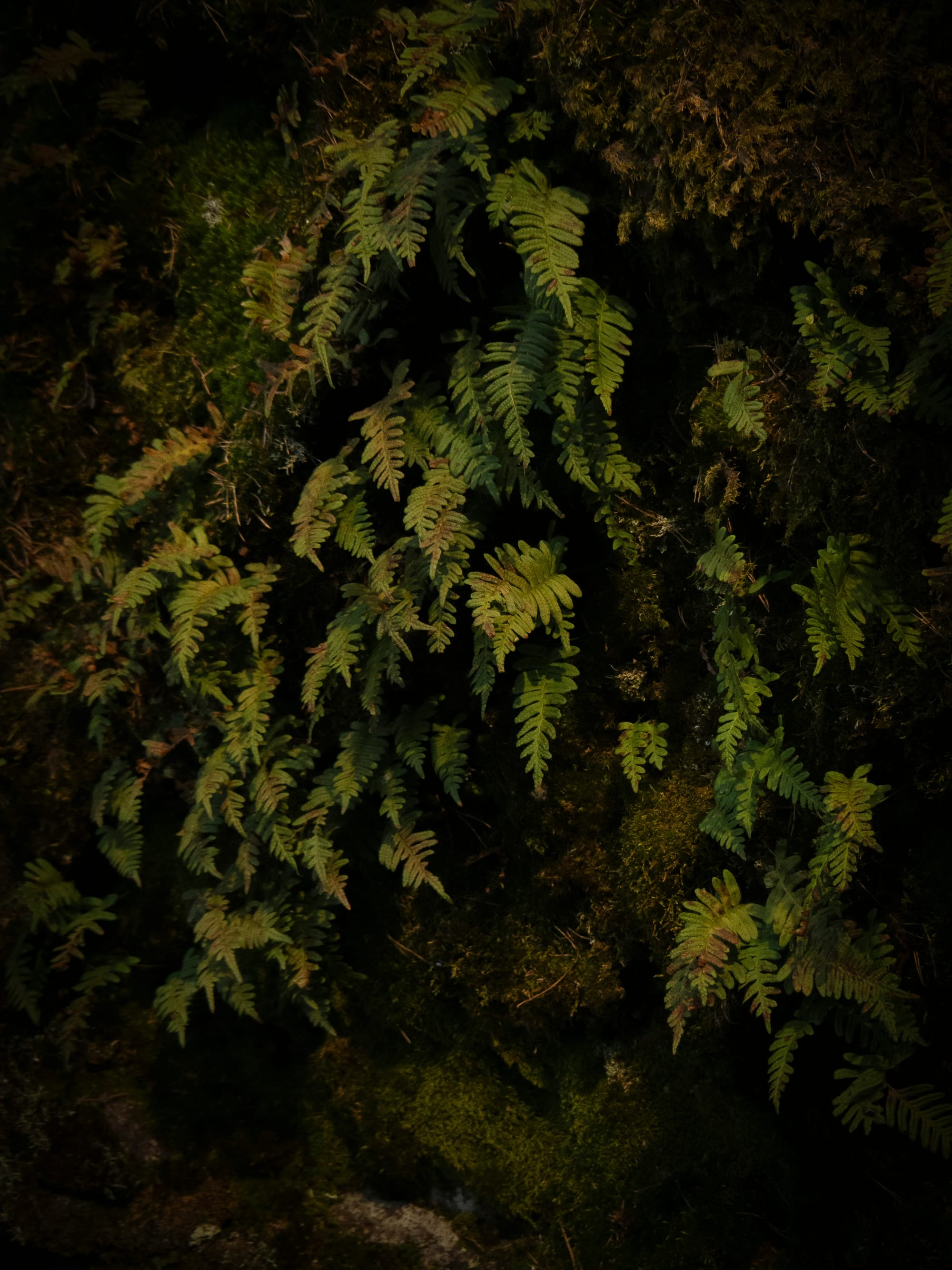 A Lantern Bright