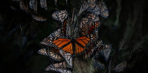 Raising Monarchs, and other Everyday Acts of Devotion