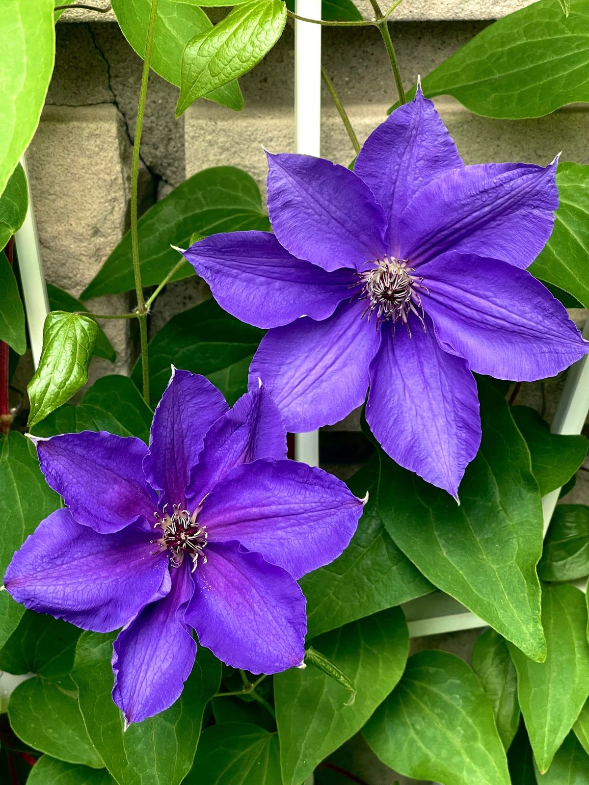 On The Matter of Obsession…