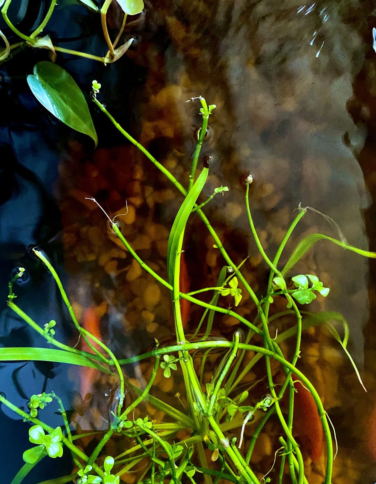 Poppy, WhiteBelly, and AbdulRishak...