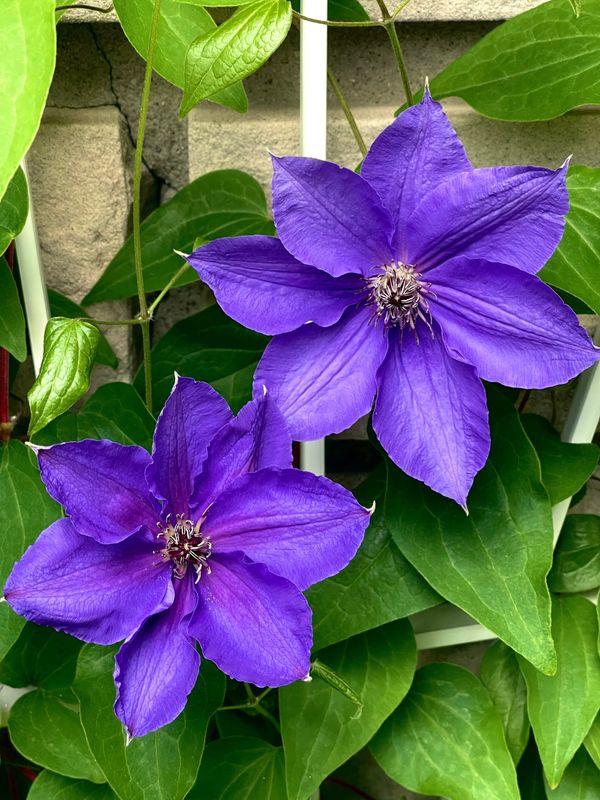 On The Matter of Obsession…