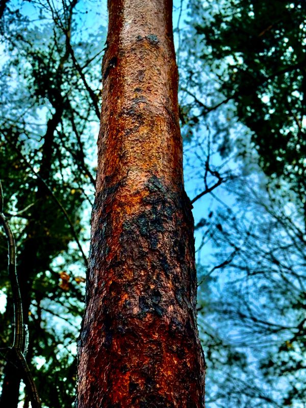 Ratios of Control...