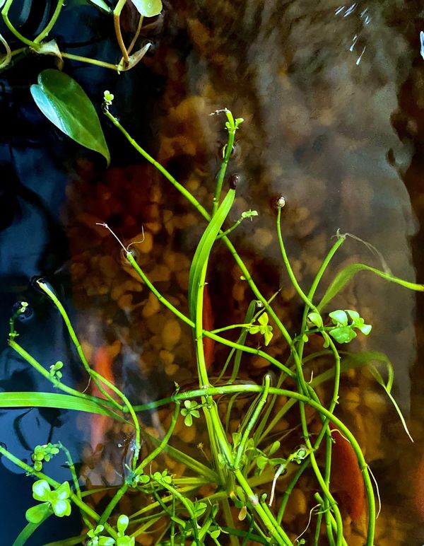 Poppy, WhiteBelly, and AbdulRishak...