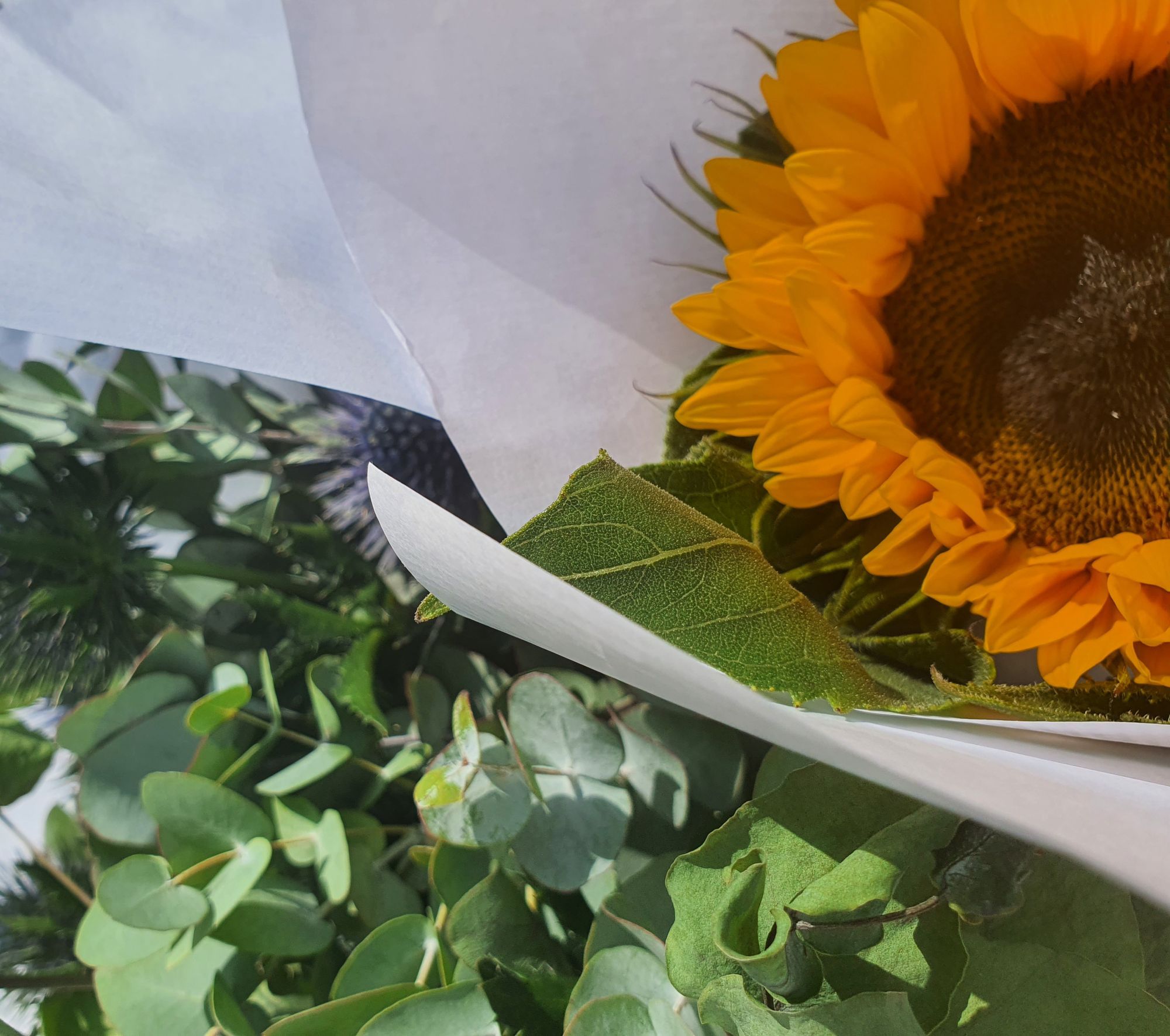 Eucalyptus, chardon et tournesol