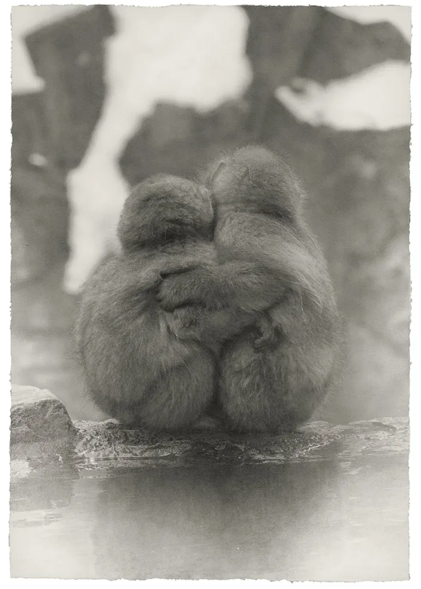 Sans titre. De la série Saru (猿, « singe »). Masao Yamamoto.