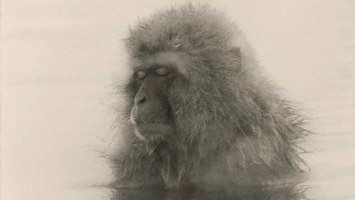Sans titre. De la série Saru (猿, « singe »). Masao Yamamoto.