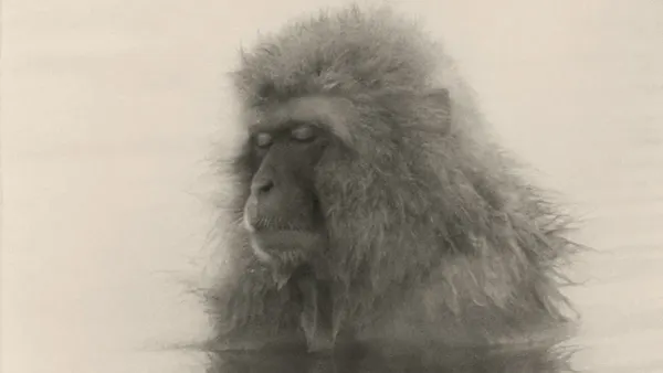 Sans titre. De la série Saru (猿, « singe »). Masao Yamamoto.